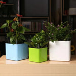 Minimalist White Plant Pots