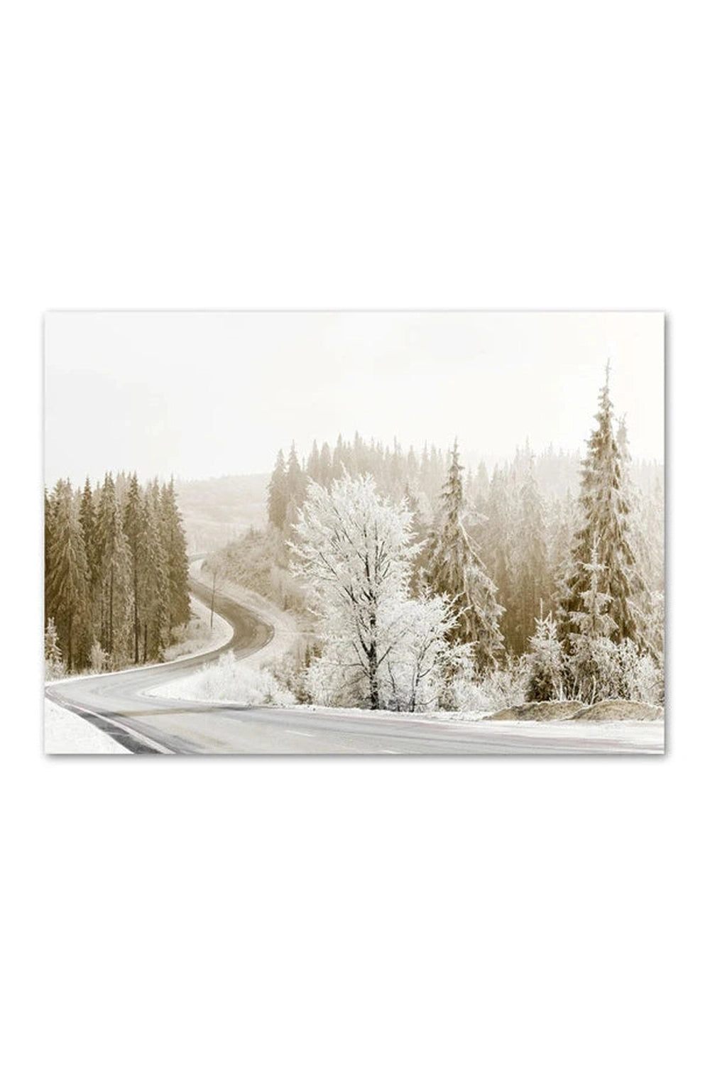 Winter Forest Canvas Poster