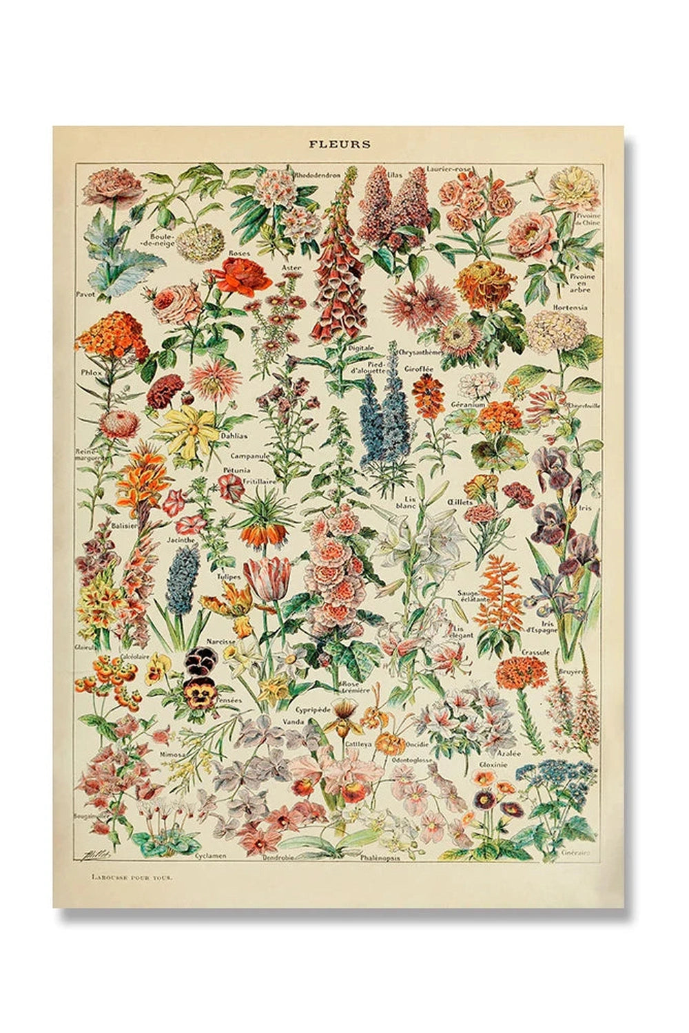 Botanical Vintage Canvas Poster