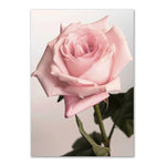 Pink Rose Canvas Poster