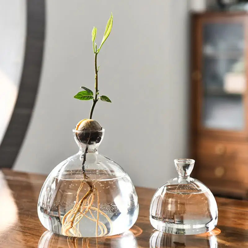 Crystal Clarity Hydroponic Vase