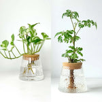 Earthy Zen Root Hydro Plant Pot