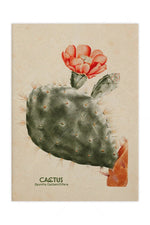 Mexican Cactus Canvas Prints