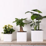 Minimalist White Plant Pots