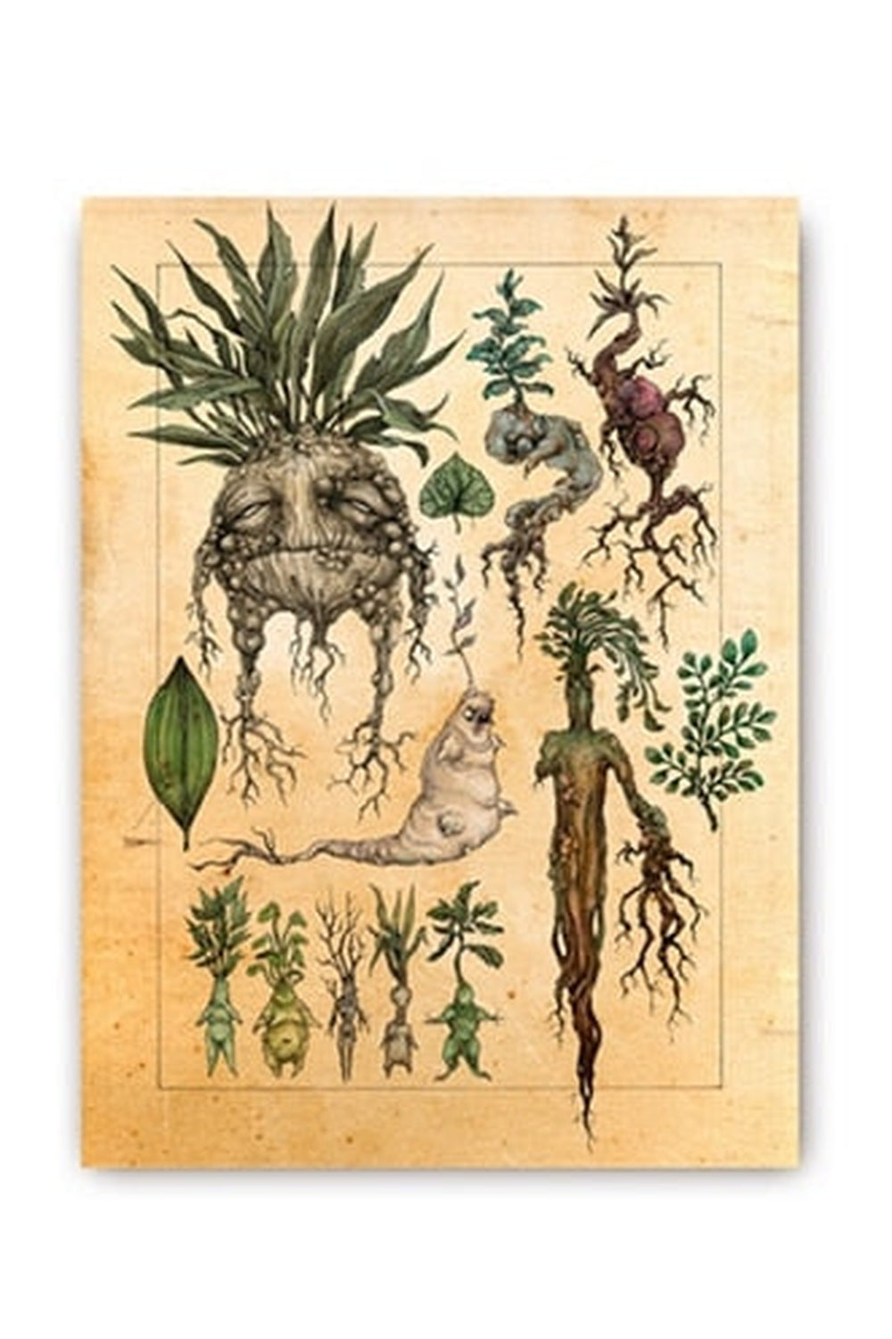 Mandrake Plant Art Posters