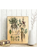 Mandrake Plant Art Posters