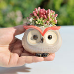 Wise Owl Ceramic Flower Pot