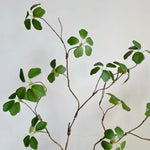 Zen Style Green Leaf Vines