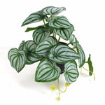 Mini Green Vine Wall Decor