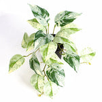 Mini Green Vine Wall Decor