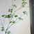 Zen Green Leaf Vines